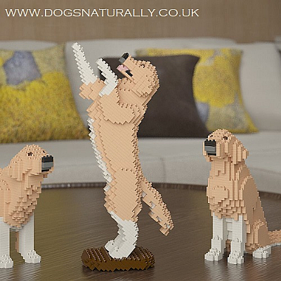 Golden Retriever (Jump) Jekca Available in 3 Colours & 2 Sizes